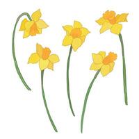 Daffodils set. Hand drawn flowers illustration. vector