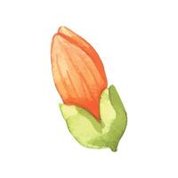 Watercolor flower illustration on a white vector
