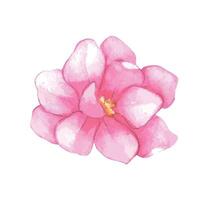 Watercolor flower illustration on a white background vector