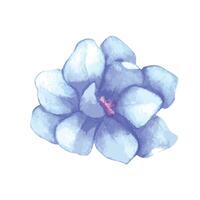 Watercolor flower illustration on white vector