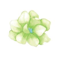 Watercolor flower on white background vector