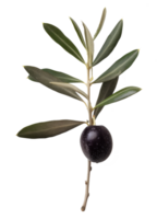 Olive mit Blätter isoliert auf transparent Hintergrund png