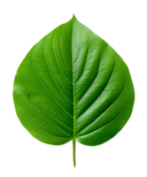 green leaf isolated on transparent background png