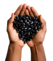 black bean isolated on transparent background png