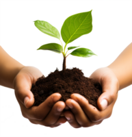 seedling on hand isolated on transparent background png