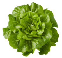 cos Grüner Salat isoliert auf transparent Hintergrund png