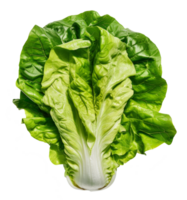 cos lettuce isolated on transparent background png