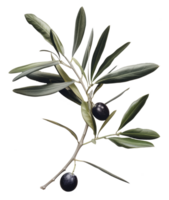 olive with leaves isolated on transparent background png