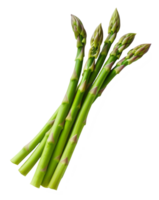 asparagus isolated on transparent background png