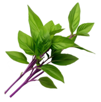 thai basil isolated on transparent background png