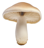 champignon isolé sur transparent Contexte png