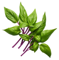 thai basil isolated on transparent background png