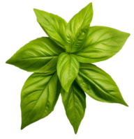 thai basil isolated on transparent background png