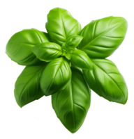 basil isolated on transparent background png