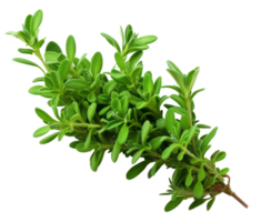 thyme isolated on transparent background png