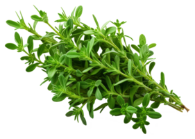thyme isolated on transparent background png