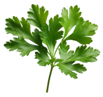parsley isolated on transparent background png