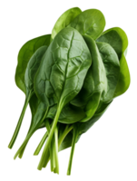 spinach isolated on transparent background png