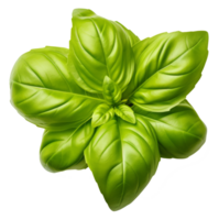 basil isolated on transparent background png