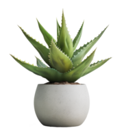 aloe vera isolerat på transparent bakgrund png