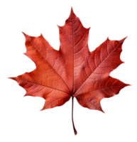 maple leaf isolated on transparent background png
