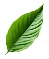 green leaf isolated on transparent background png