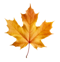 maple leaf isolated on transparent background png