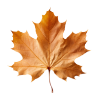 maple leaf isolated on transparent background png