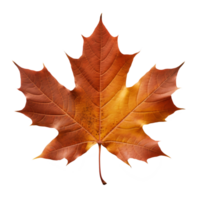 maple leaf isolated on transparent background png