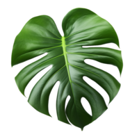 monstera leaf on transparent background png