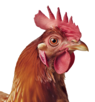 frango isolado em transparente fundo png