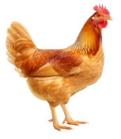 pollo aislado en transparente antecedentes png