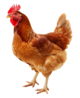 pollo isolato su trasparente sfondo png