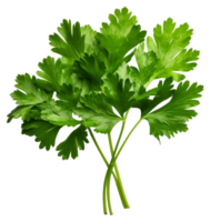 parsley isolated on transparent background png