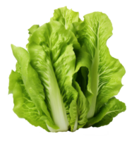 lettuce isolated on transparent background png