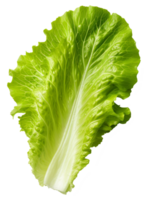 lechuga aislado en transparente antecedentes png