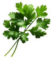 parsley isolated on transparent background png