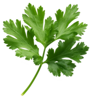 parsley isolated on transparent background png