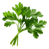 parsley isolated on transparent background png