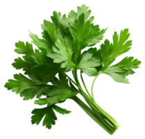 parsley isolated on transparent background png