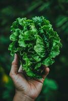 Hand holding crisp lettuce leaves, assorted lettuces on blurred background with room for text photo