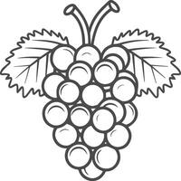 Grapes coloring pages for coloring book. Grapes fruits line art vector