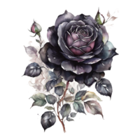 Watercolor Rose, Watercolor round farm flower png