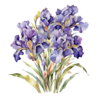 vattenfärg blomma, vattenfärg design png