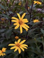 Close-up of fresh yellow daisies with rich green leaves, capturing the natural beauty and bright colors of garden flowers photo