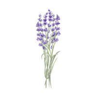Lavender flowers bunch purple, spring watercolor illustration. Isolated hand drawn provence floral bouquet. Botanical drawing template for card, printing packaging or tableware, textile, embroidery. png