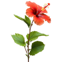 Red hibiscus large overlapping petals with prominent veining central stamen column Hibiscus coccineus png