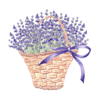 Lavender in basket with silk bow. Flowers bouquet in vintage wicker bag. Hand drawn watercolor illustration of Provence spring floral herbs. Isolated template for card, tableware, textile, embroidery. png