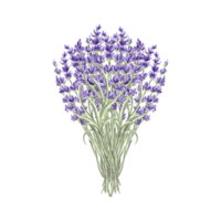 Lavender flowers bunch purple, spring watercolor illustration. Isolated hand drawn provence floral bouquet. Botanical drawing template for card, printing packaging or tableware, textile, embroidery. png