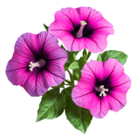 Pink petunia funnel shaped flowers with fused petals dark veining Petunia x hybrida png